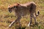 Highlight for Album: Safari Adventure Trip To Tanzania, Africa
